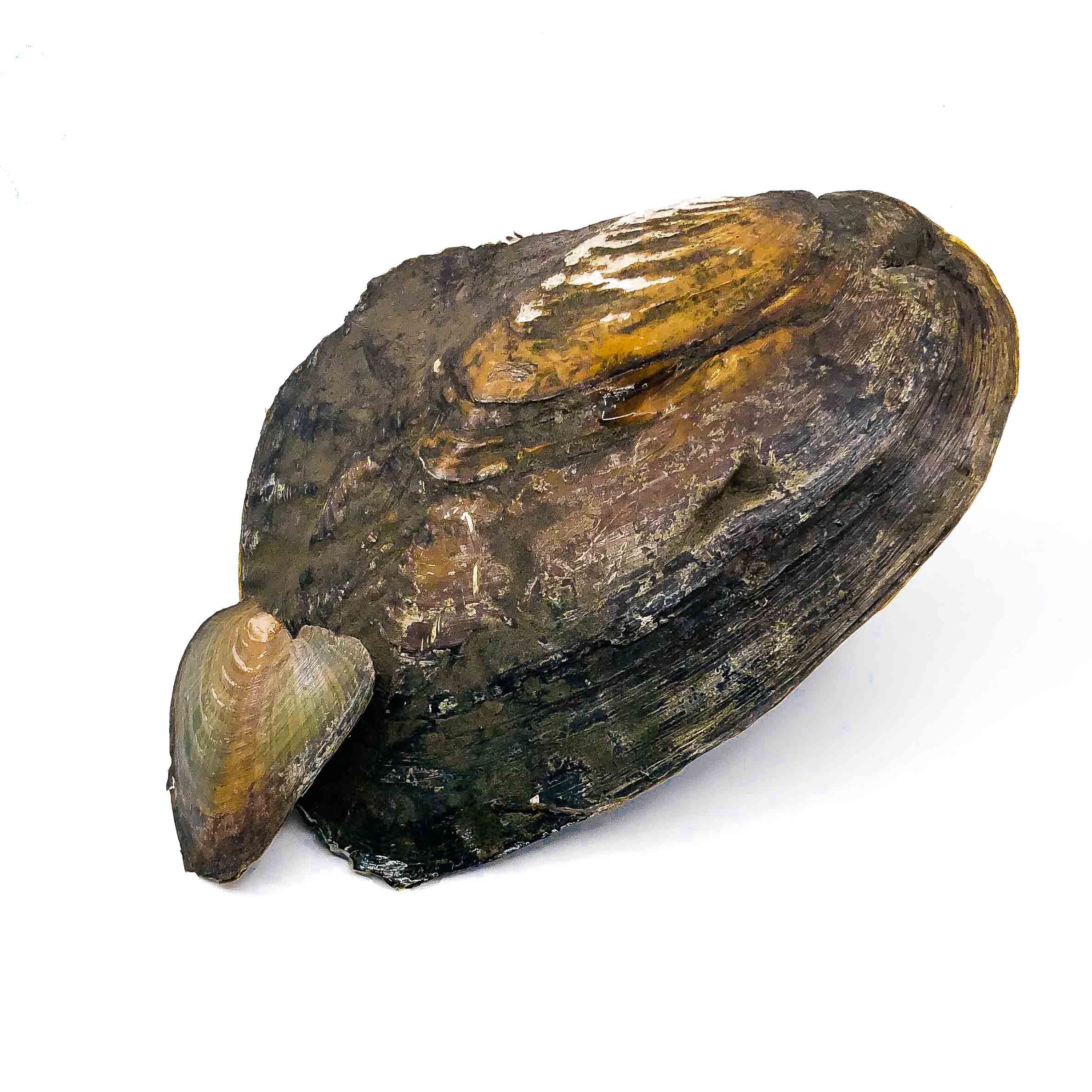 Monster Oyster - Natural Shaped Pearls