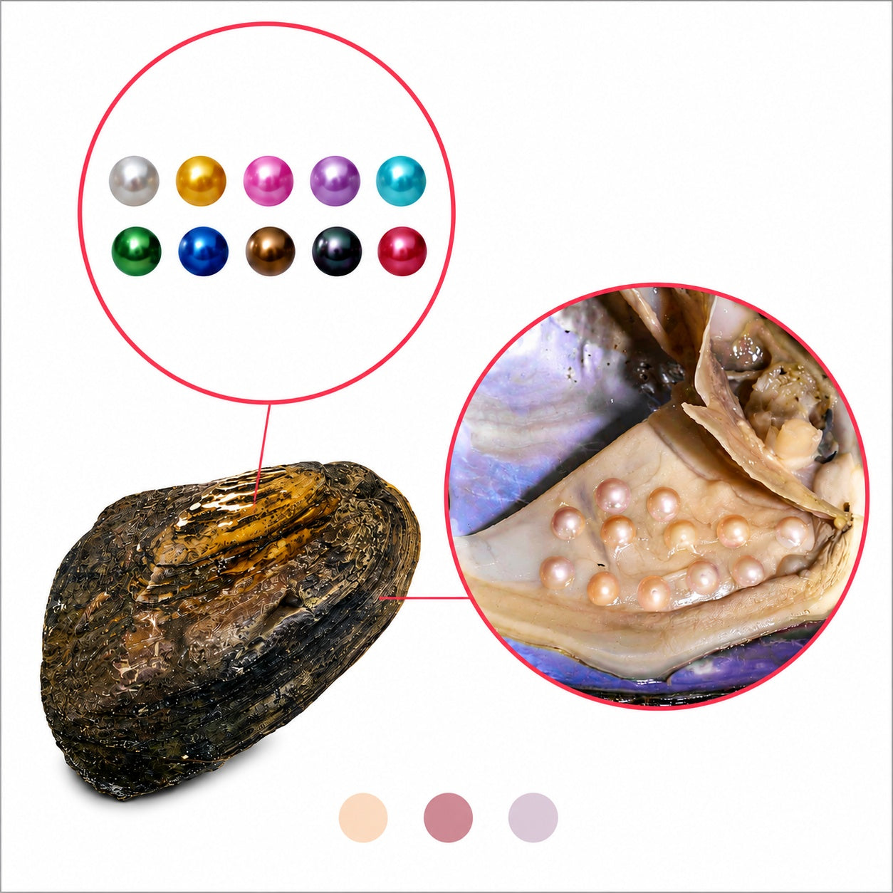 Monster Oyster - Rainbow Monster with Colorful Pearls and 20-40 Embedded Natural Pearls