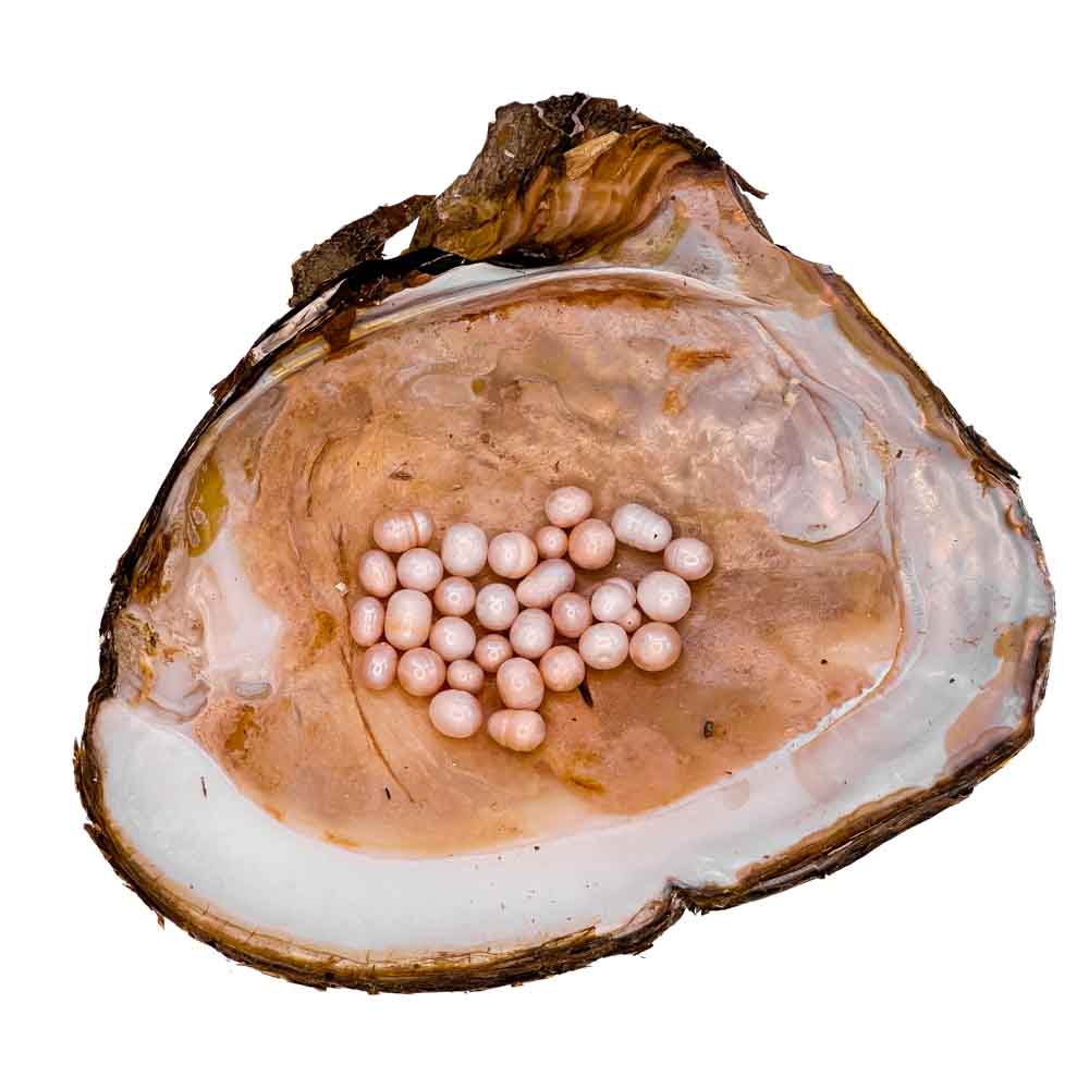 Monster Oyster - Rainbow Monster with Colorful Pearls and 20-40 Embedded Natural Pearls
