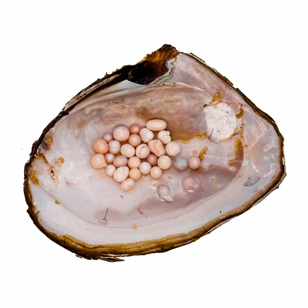 Monster Oyster - Natural Shaped Pearls