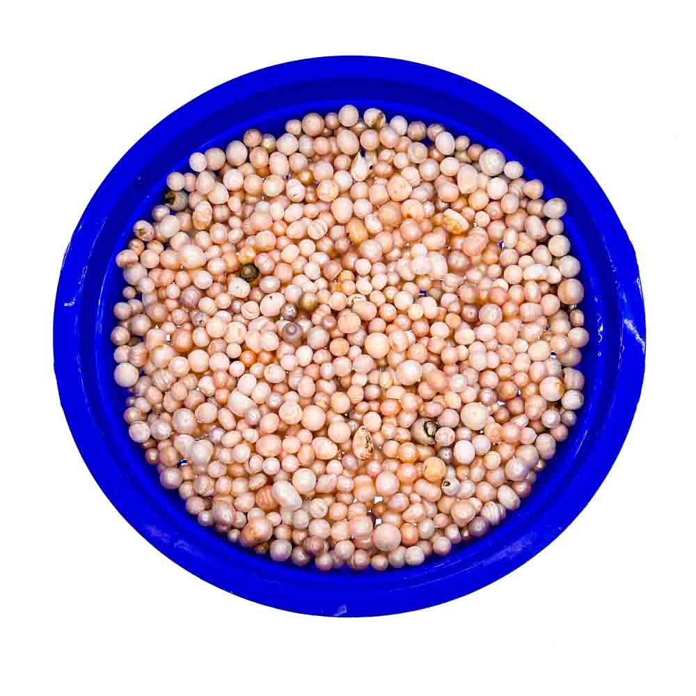 Monster Oyster - Rainbow Monster with Colorful Pearls and 20-40 Embedded Natural Pearls