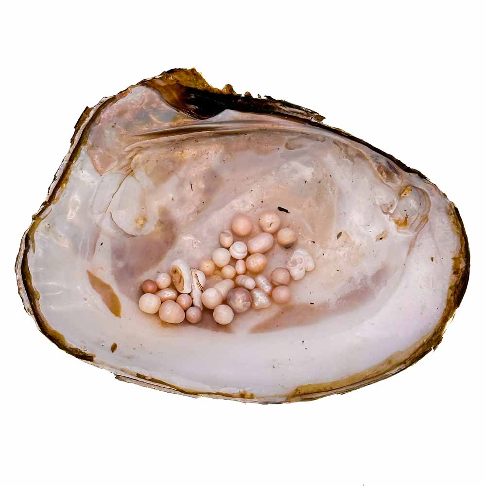 Monster Oyster - Rainbow Monster with Colorful Pearls and 20-40 Embedded Natural Pearls