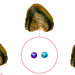 Baby Pearls 3-5mm+- in Freshwater Oyster