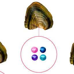 Baby Pearls 3-5mm+- in Freshwater Oyster