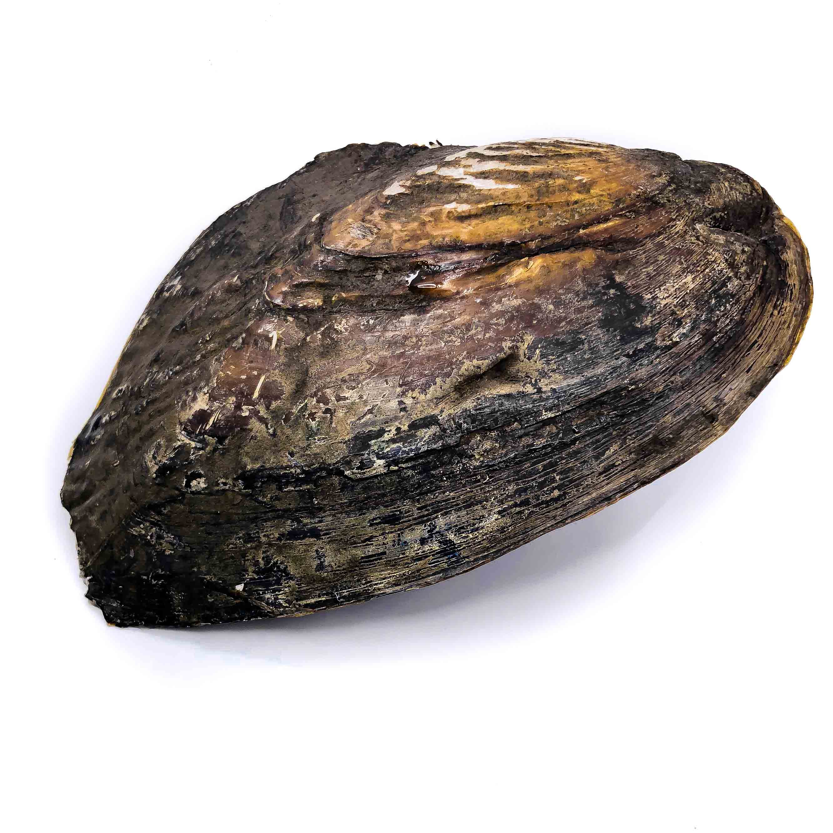 Monster Oyster - Natural Shaped Pearls