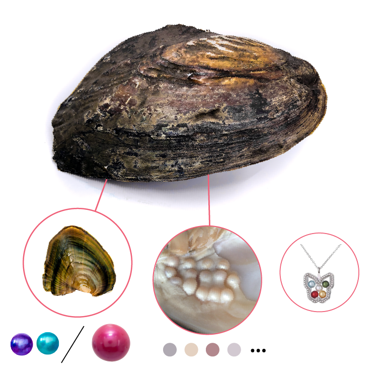 Monster Oyster - Meta Monster 2 In 1 with FREE Glass Locket and Chain