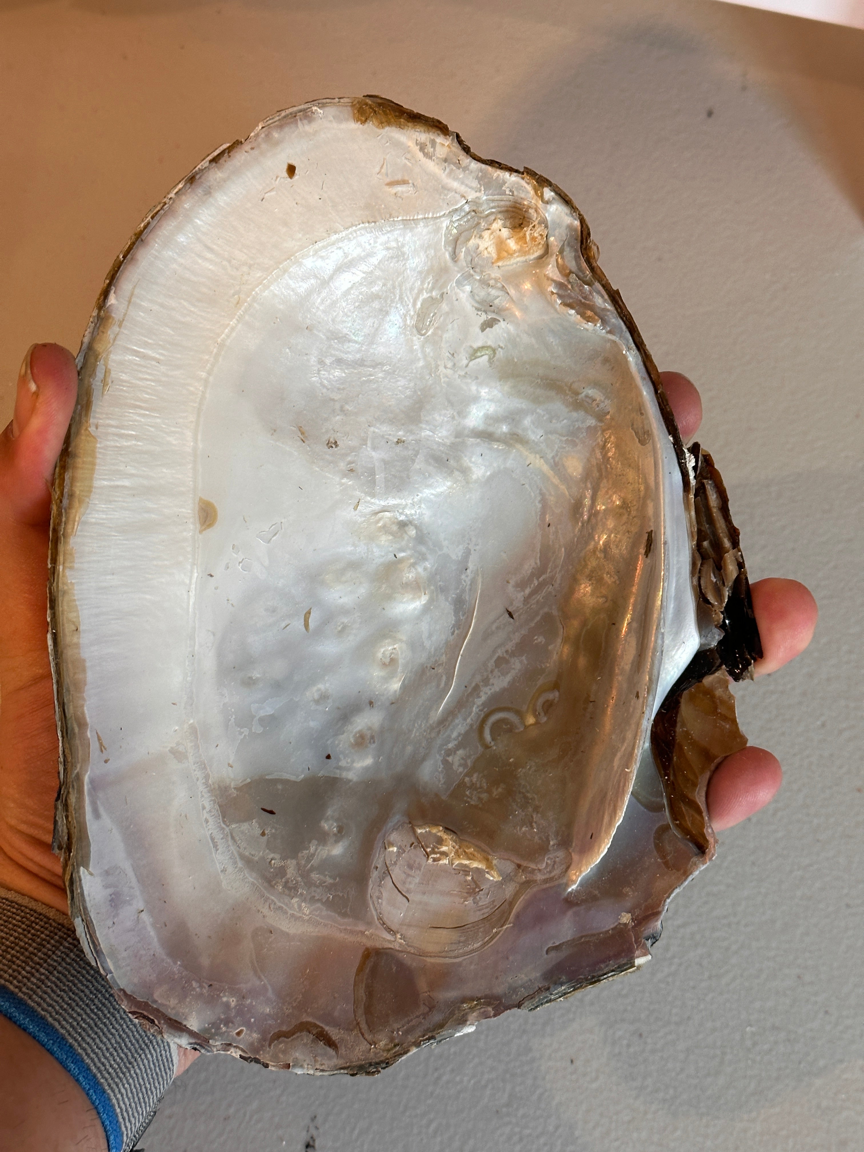 Monster Oyster Shells Only