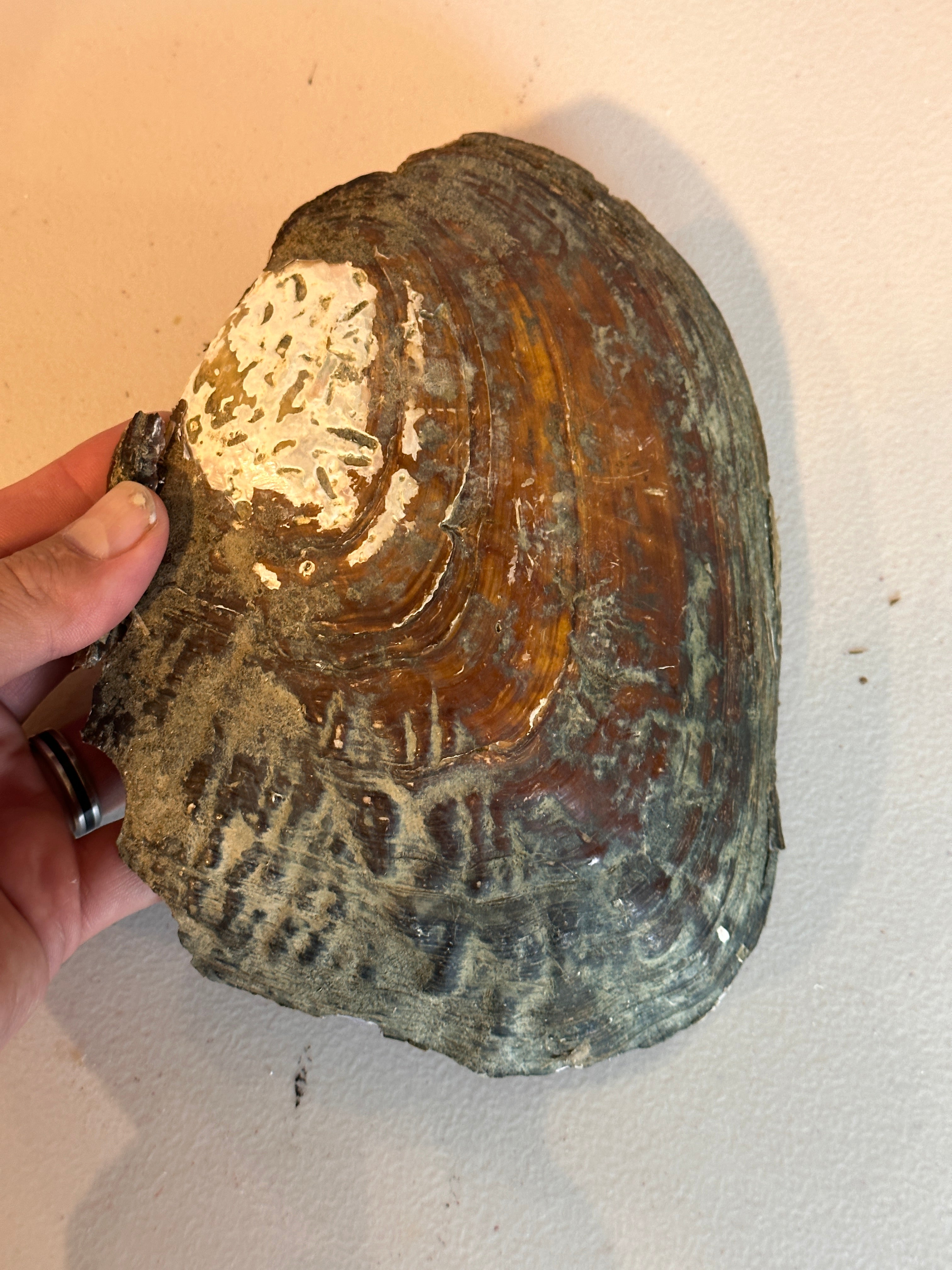 Monster Oyster Shells Only