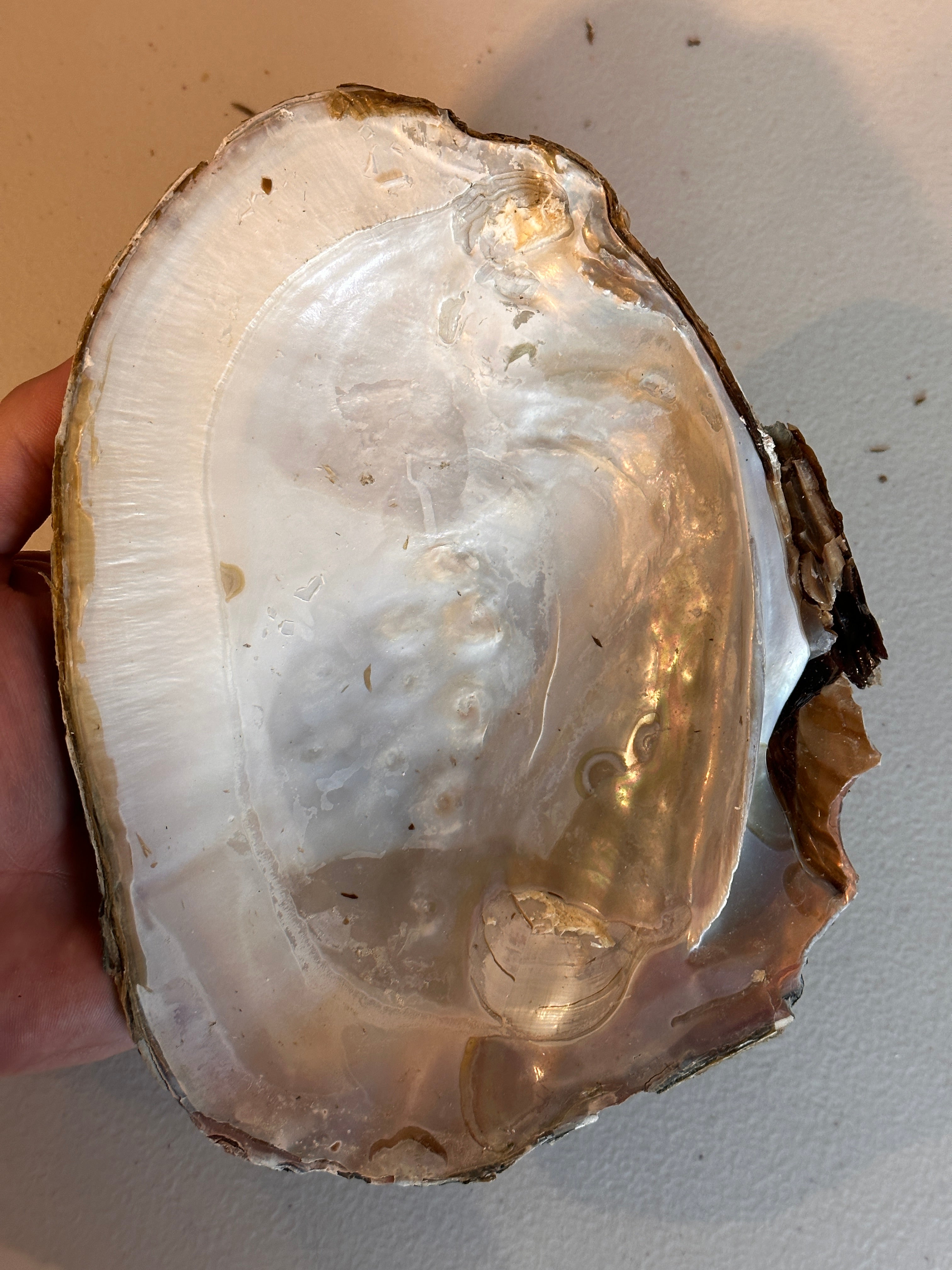 Monster Oyster Shells Only