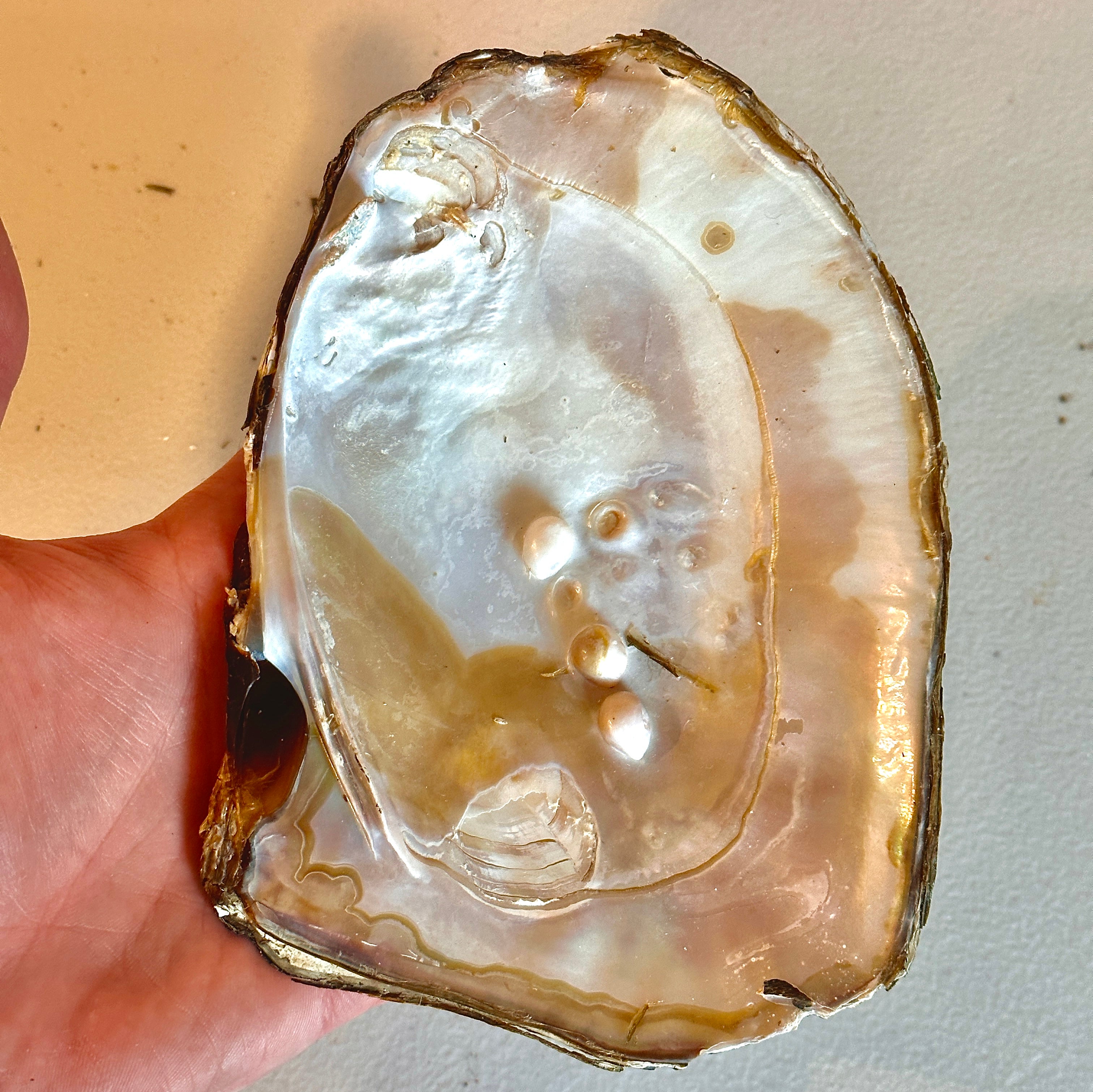 Monster Oyster Shells Only