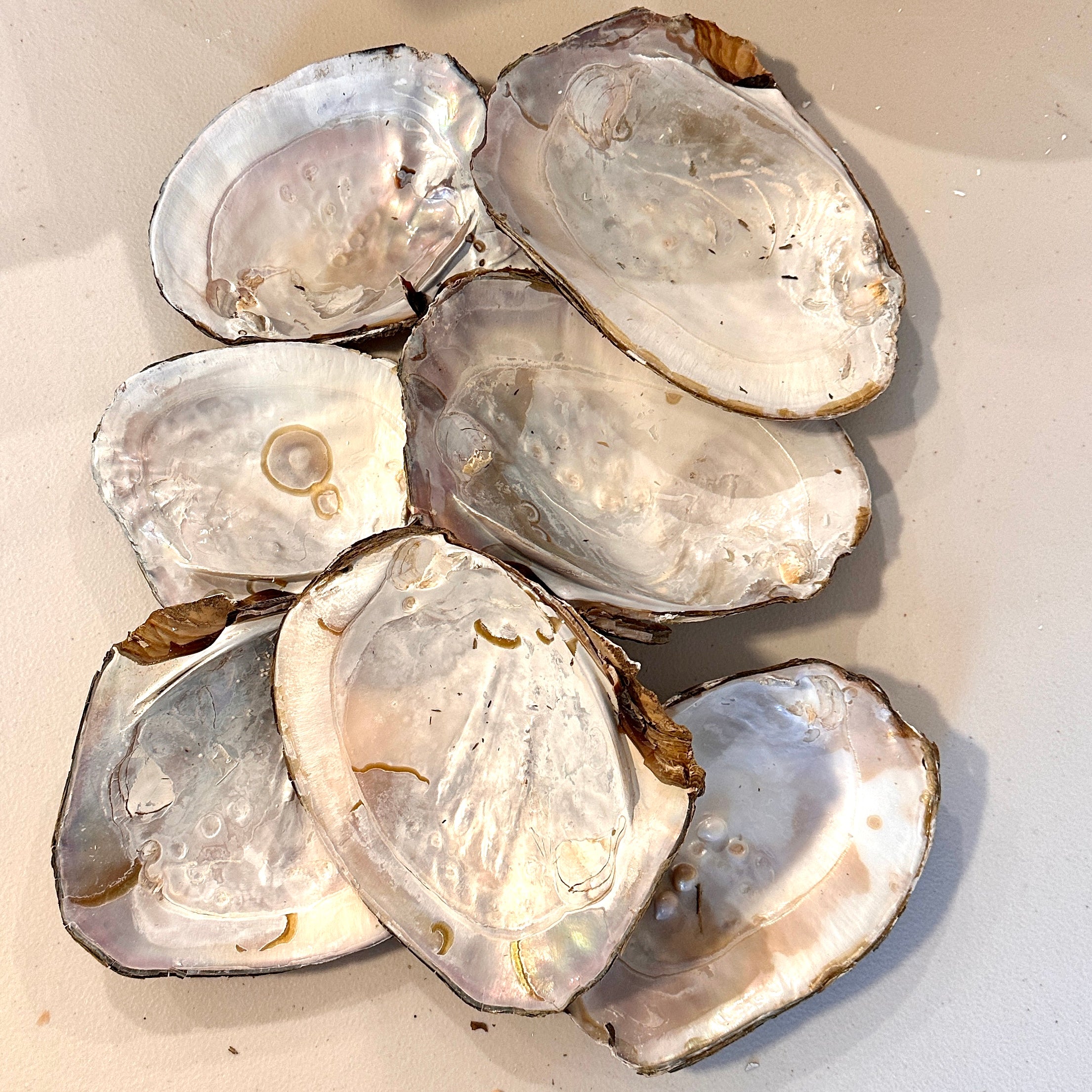 Monster Oyster Shells Only