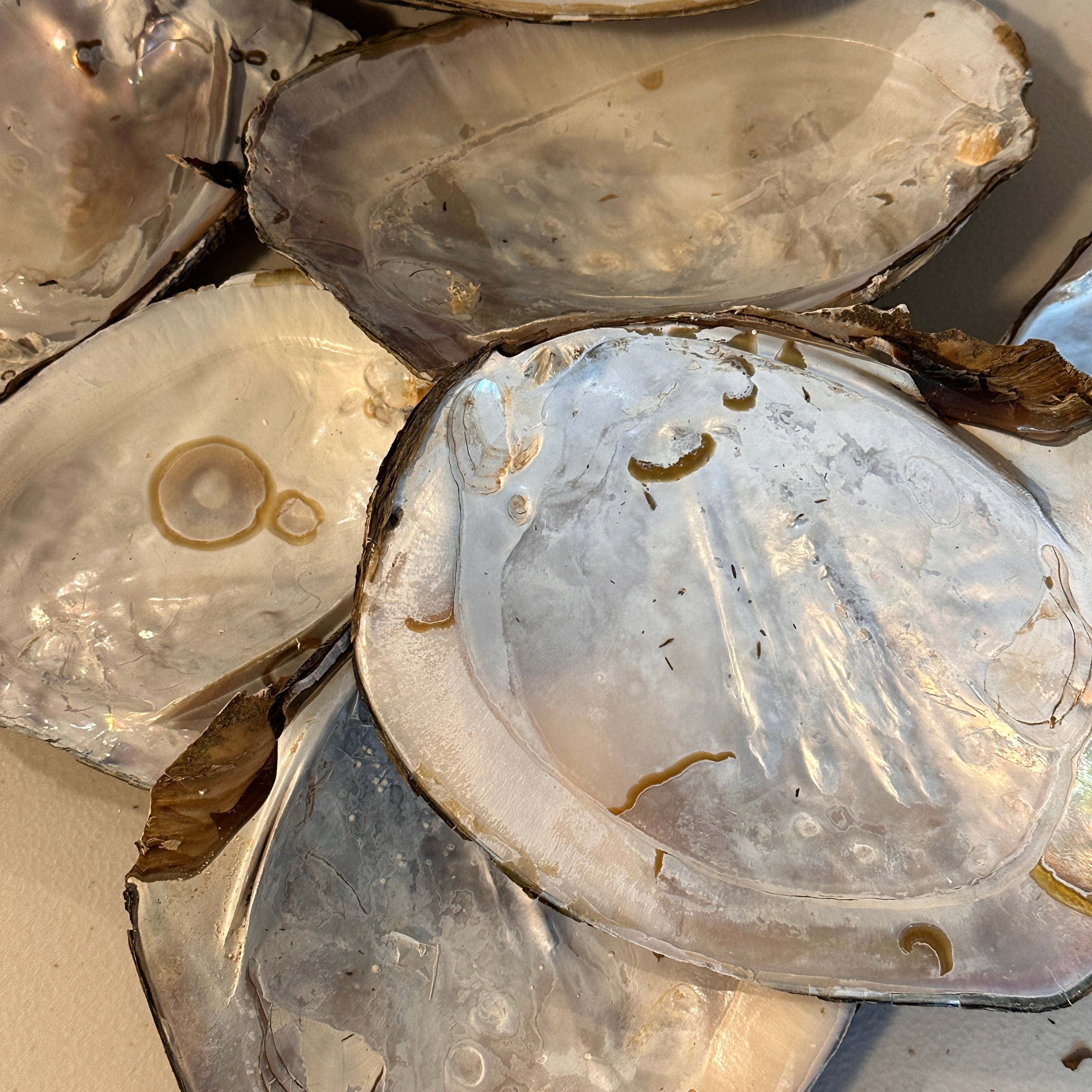 Monster Oyster Shells Only
