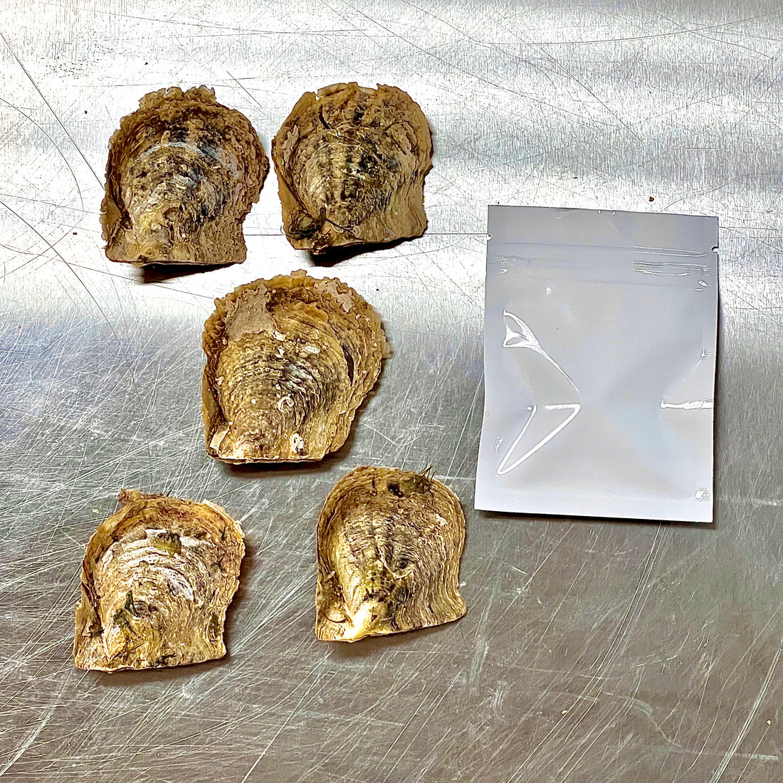 Tray of Akoya Oysters - Free Cage Pendant