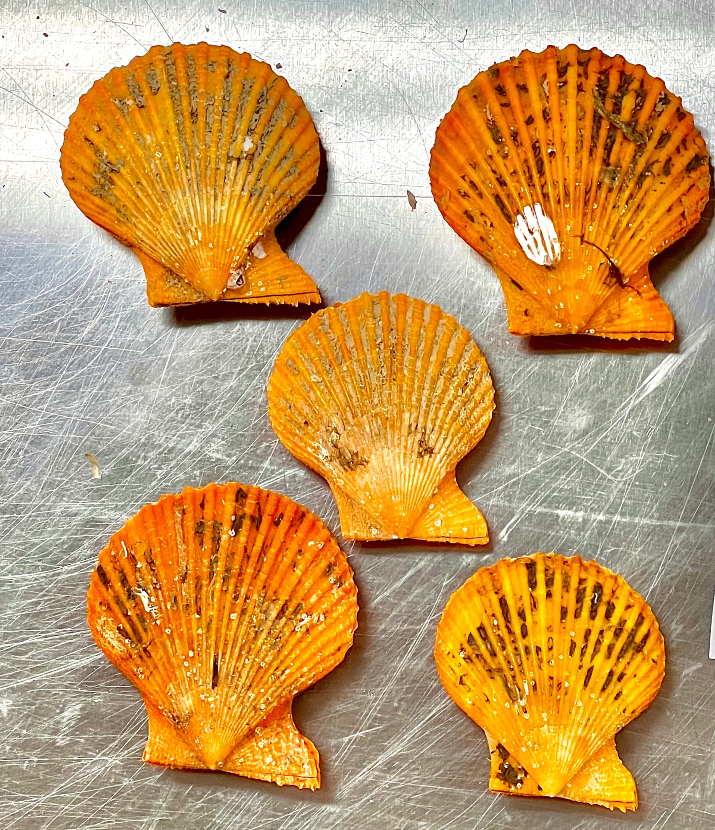 Monster Oyster Shells Only