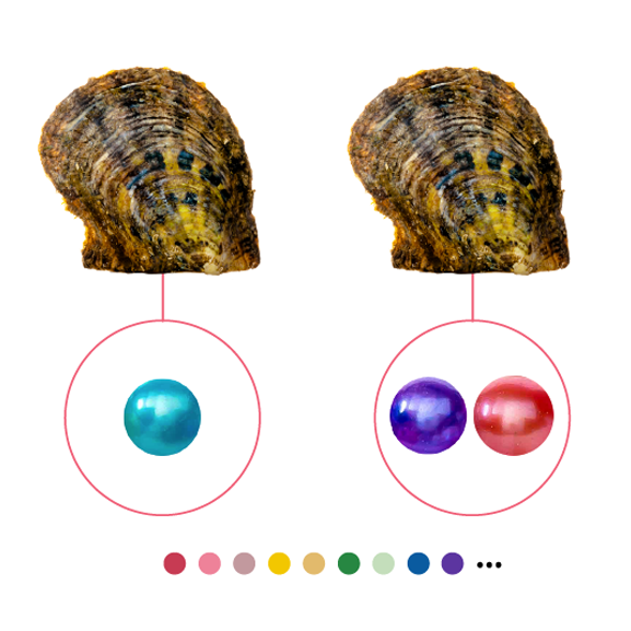 Akoya Oyster Bundle - 80 Singles and 20 Twins Grade 4A (120 Pearls)