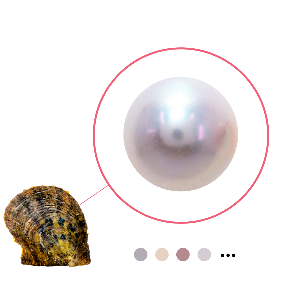 Akoya Oyster - Edison Pearl 8+mm
