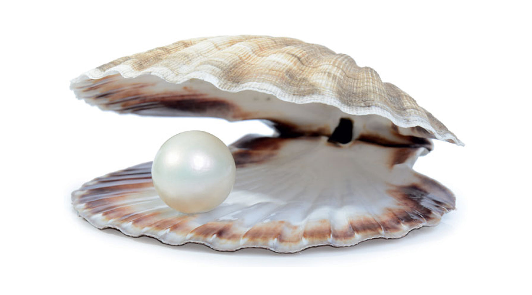 Does Every Oyster Have A Pearl?