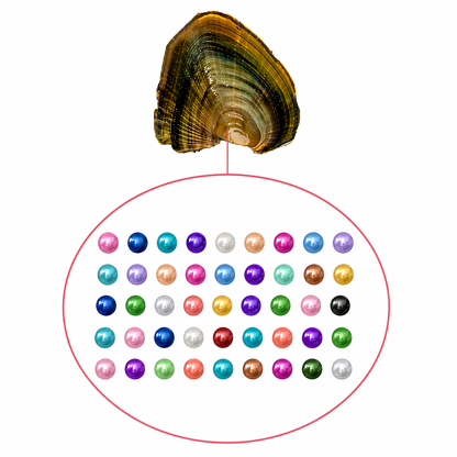 Baby Pearls 3-5mm+- in Freshwater Oyster