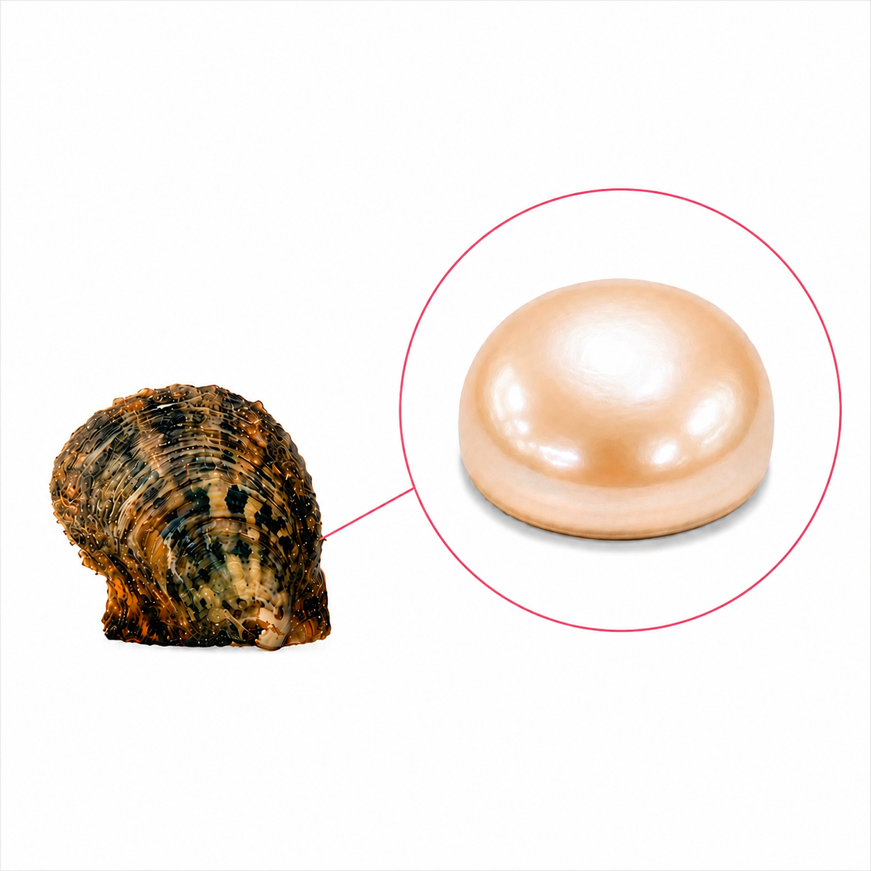 Akoya Oyster - Button Pearl Natural Colors Freshwater