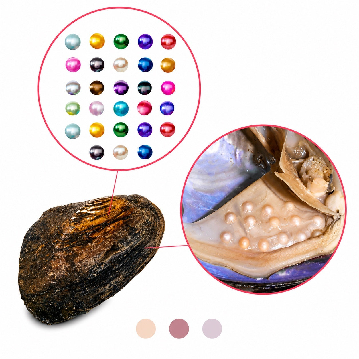 Monster Oyster - Rainbow Monster with Colorful Pearls and 20-40 Embedded Natural Pearls