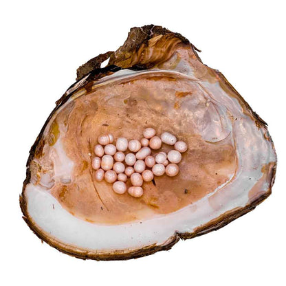 Freshwater Oyster - Rainbow Monster with Colorful Pearls and 20-40 Embedded Natural Pearls