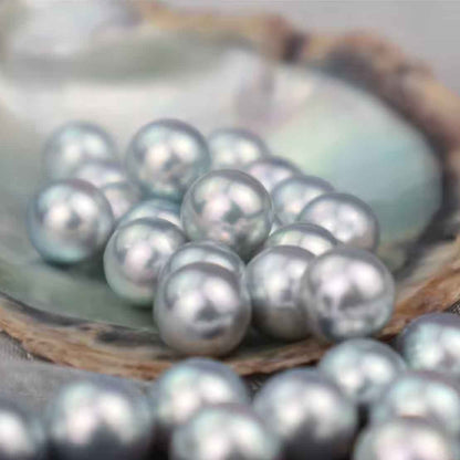 Akoya Oyster - Real Japanese Saltwater Pearls Grade AAA