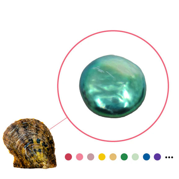 Akoya Oyster - Coin Shaped Colorful Pearl