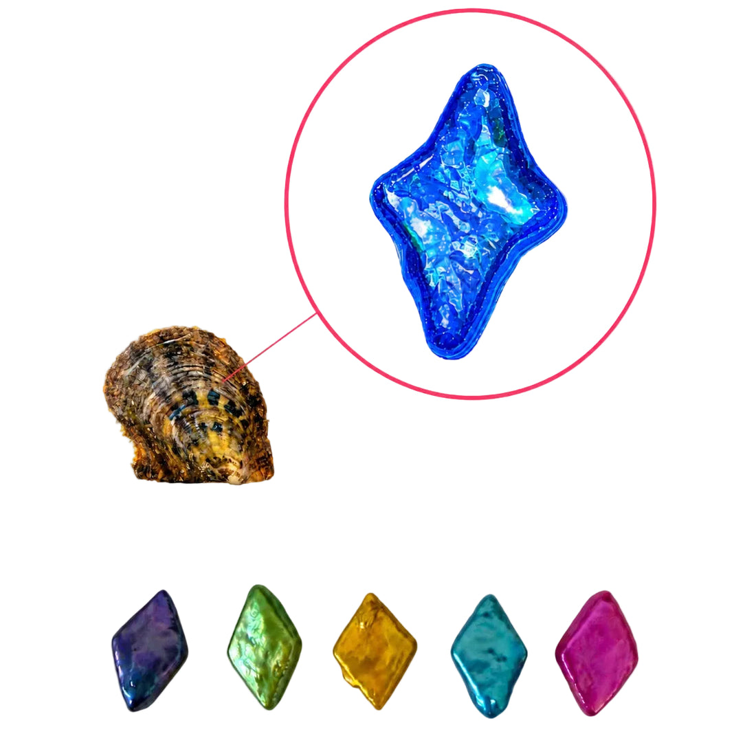 Oyster - North Star Shaped (Diamond) Pearl Now in COLOR