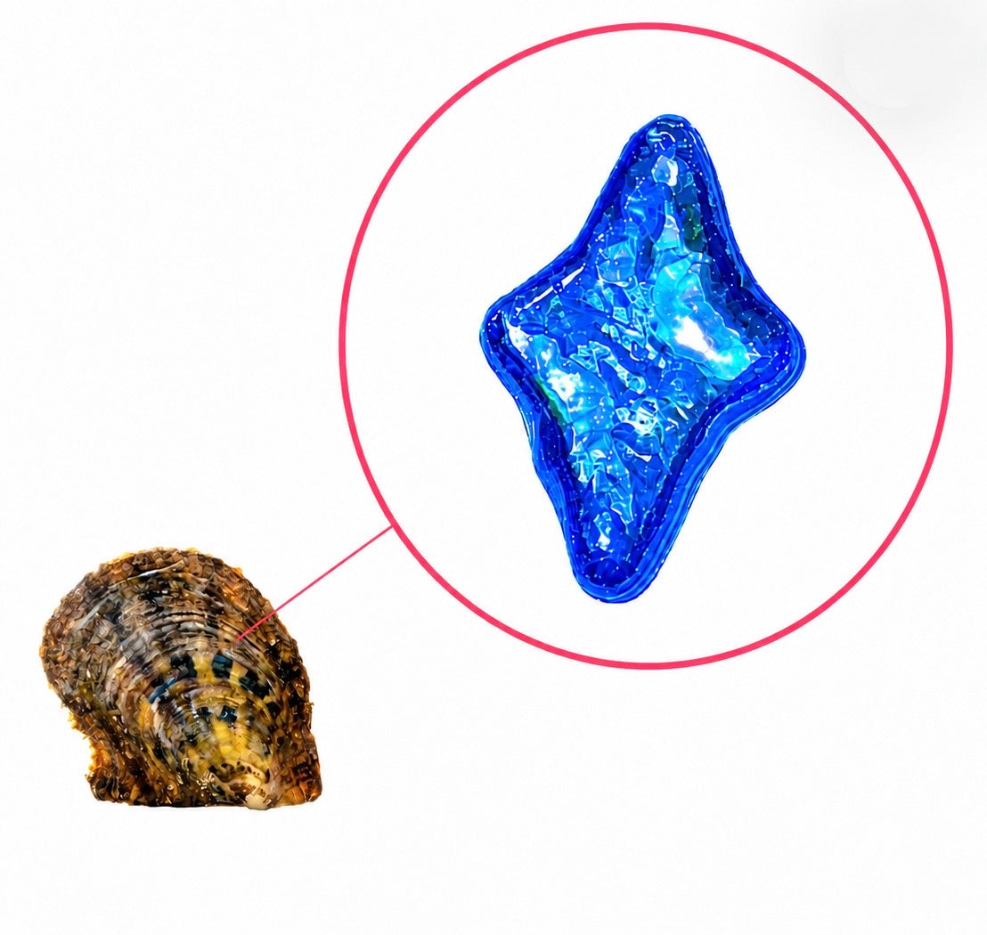 Oyster - North Star Shaped (Diamond) Pearl Now in COLOR