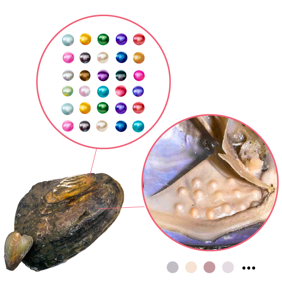 FRESHWATER OYSTER - Rainbow Monster with Colorful Pearls and 20-40 Embedded Natural Pearls