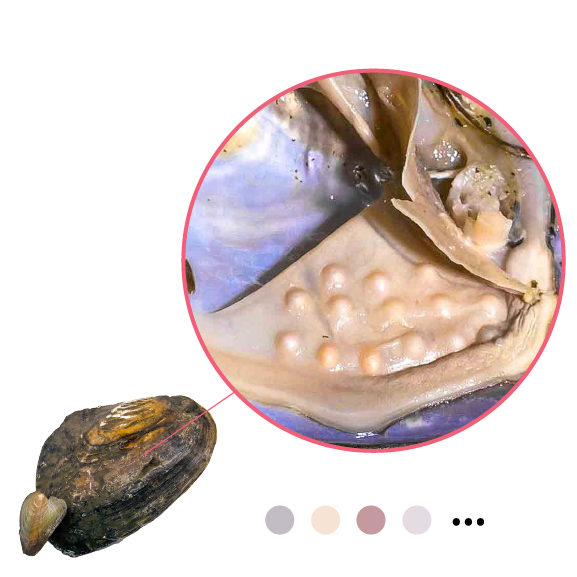 FRESHWATER OYSTER - Natural Monster with Natural Embedded Pearls