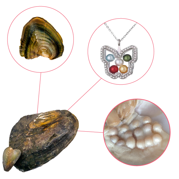 Monster Oyster - Meta Monster 2 In 1 with FREE Glass Locket and Chain