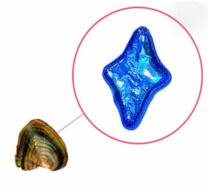 Oyster - North Star Shaped (Diamond) Pearl Now in COLOR