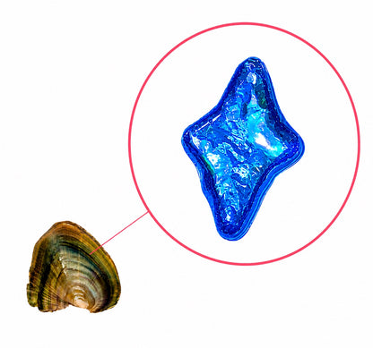 Freshwater Oyster - North Star Shaped Pearl Now in COLOR