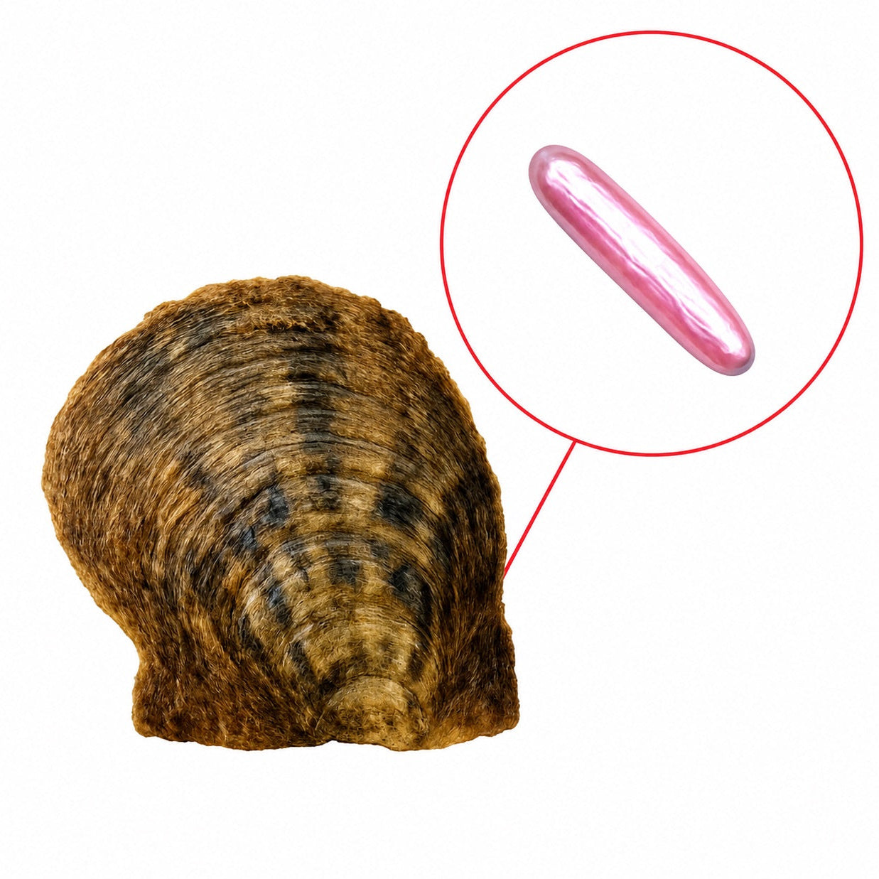 Akoya Shell Oyster -Stick Shaped Single Color or Natural Pearl (Biwa Pearl)