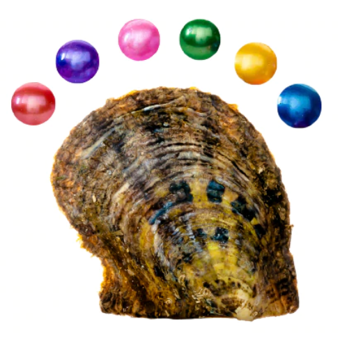 Perlas redondas de agua dulce en una ostra de concha de Akoya