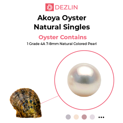 Round Freshwater Pearls in an Akoya Shell Oyster
