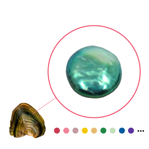 Concha de agua dulce con perla en forma de moneda